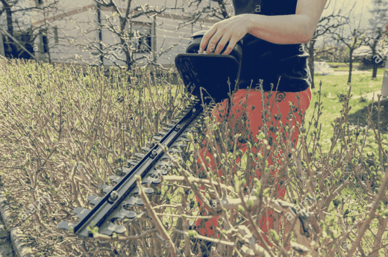 Vybíráme nejlepší nůžky na živý plot